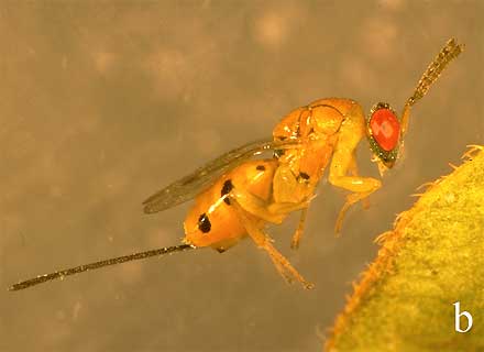 Eulophid wasp