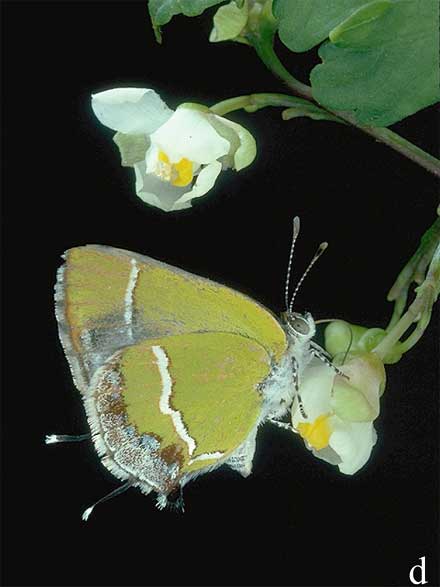 Hairstreak