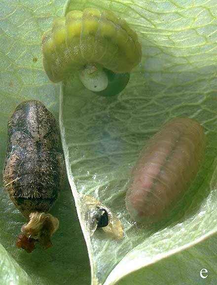 Larval and pupal Hairstreaks