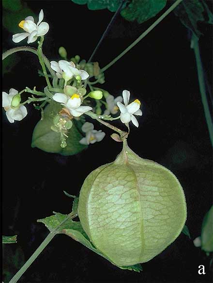 Balloon Vine