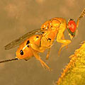 Eulophid wasp