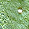 Hairstreak larva