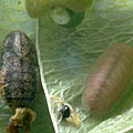 Larval and pupal Hairstreaks
